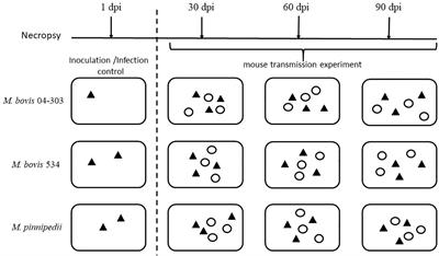 Transmissibility of Mycobacterium pinnipedii in a murine model